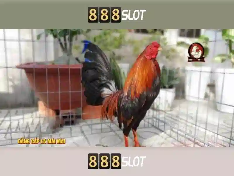 CÁC TRÒ CHƠI NỔI BẬT